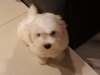 Maltese Pup with a Maltese Dad and Bichon Frise Mother for sale 4